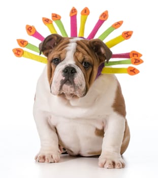 birthday dog wearing hat isolated on white - english bulldog