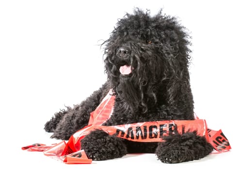 naughty dog - barbet wrapped in danger tape on white background