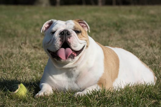 english bulldog playing with tennis ball outside in the grass
