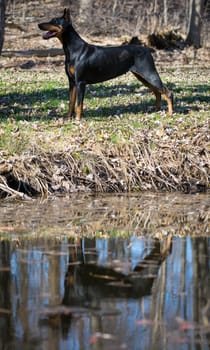 doberman pinscher standing by waters edge with reflection