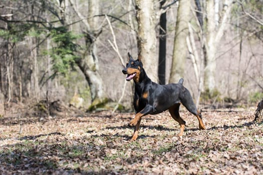 doberman pinscher running in the woods