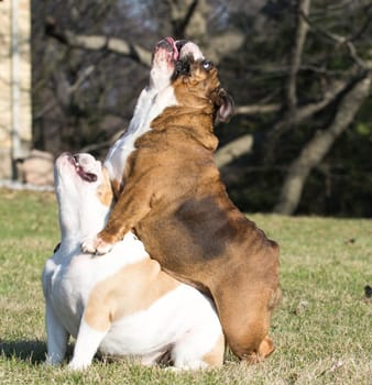two english bulldog outside playing in the grass