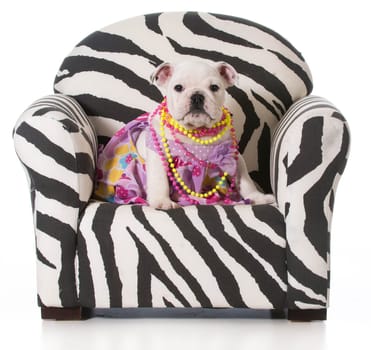 english bulldog puppy sitting in a chair on white background