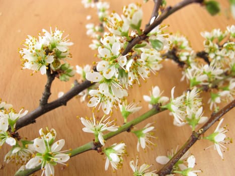 Branches with sly flowers