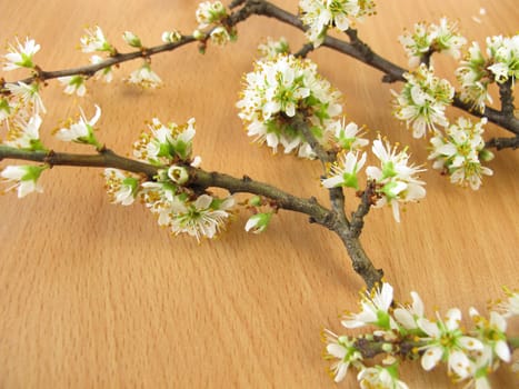 Branches with sly flowers