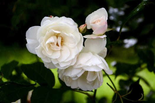 White roses
