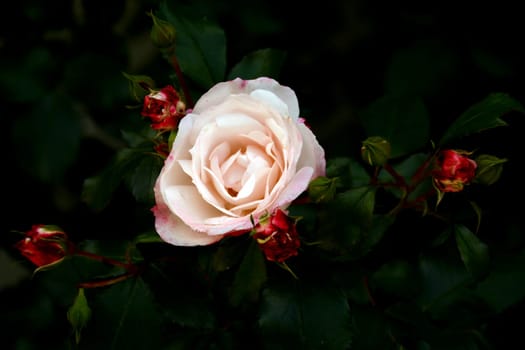 Roenblüten