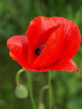 Garden poppy