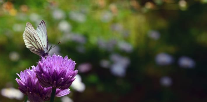 Butterfly on chik blossom