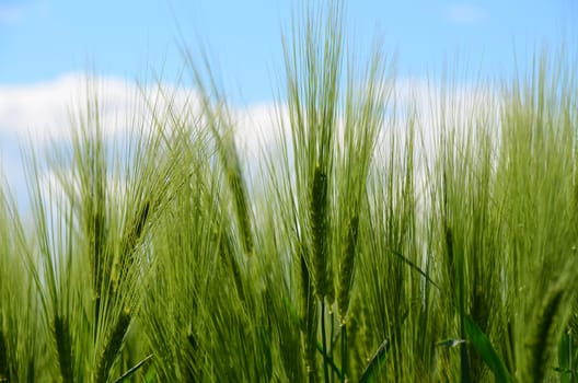 barley-feeding