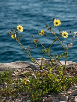 yellow wild flower on the coast
