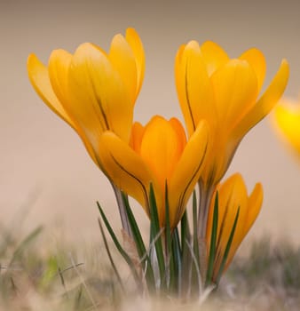 Yellow Crocus in flower bed in early spring