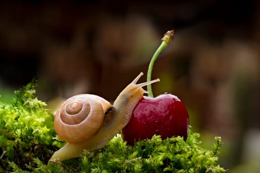 Snail