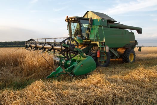 The combine mows wheat in a field in summer evening