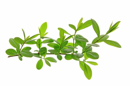 Liguster (Ligustrum vulgare) branch exempted against white background