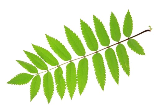 Eberesche (Sorbus aucuparia) a leaf cleared against a white background