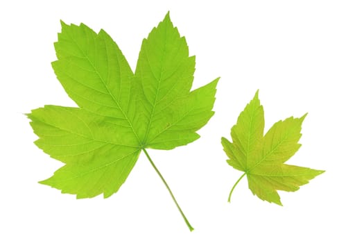 Maple leaf