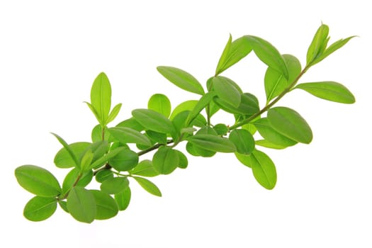 Liguster (Ligustrum vulgare) branch exempted against white background