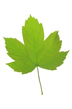 Maple leaf