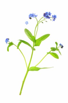 Forget-me-not (Myosotis) flowering plant exposed against white background
