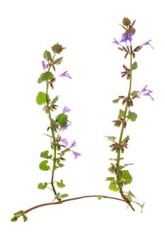 Creeping Günsel (Ajuga reptans) exposed plant against a white background