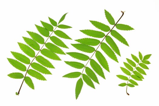 Boar ash (Sorbus aucuparia) three leaves exposed against a white background