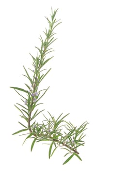Exempted,flowering branch of rosemary (Rosmarinus officinalis) exempted against a white background