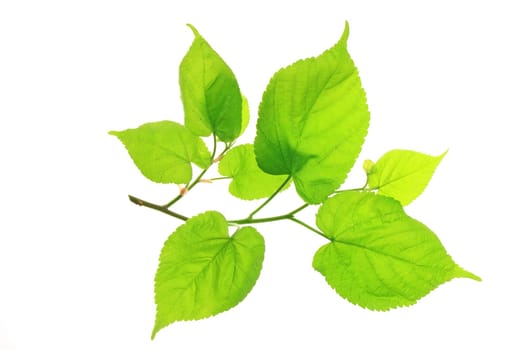 Linde (Tilia),branch with leaves in spring exposed against a white background