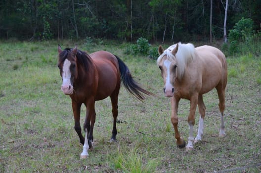 horses on the fence