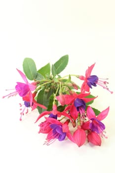 pink fuchsia flowers against a white background