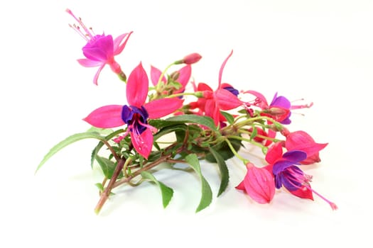 pink fuchsia flowers against a white background