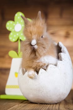 Baby bunny