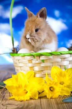 Baby bunny