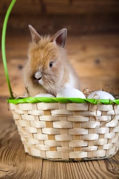 Bunny