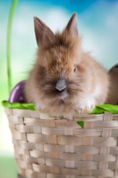 Baby bunny
