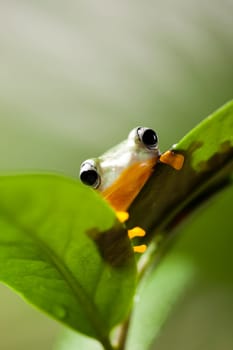 Green tree frog