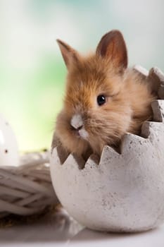 Easter bunny with egg