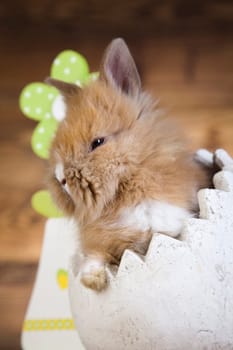 Baby bunny