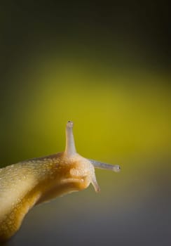 Snail