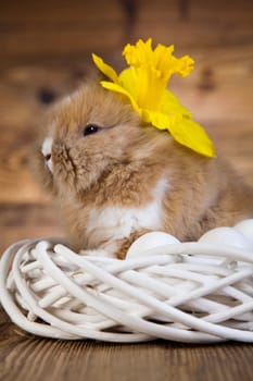 Rabbit