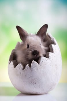 Baby bunny