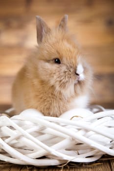 Rabbit