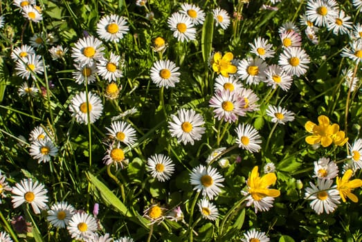 pring, meadow, daisy, lawn, green, nature, flower, field