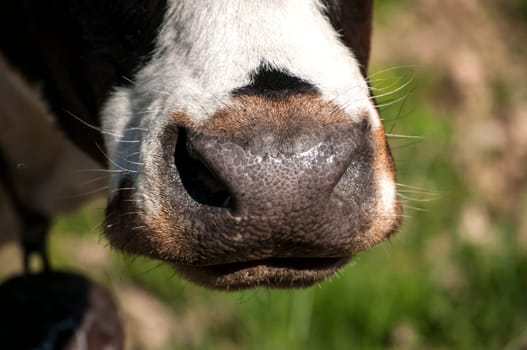Wet cow nose closeup detail