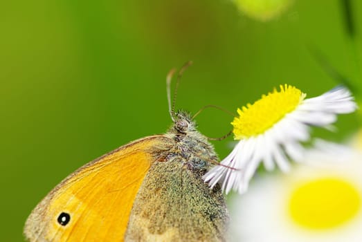 butterfly on a green leaf