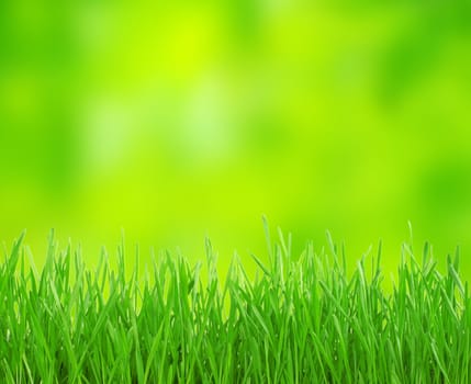 green grass in green background