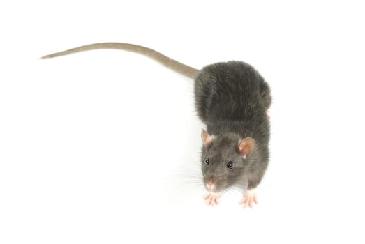 funny rat  isolated on white background
