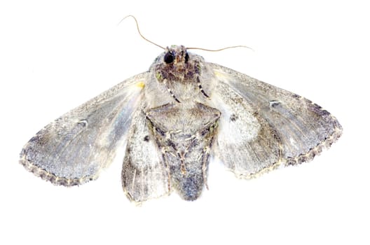 moth isolated on white background