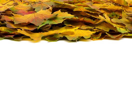 autumn maple leafs isolated on a white