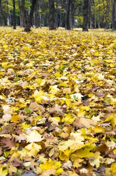 Colorful foliage in the autumn park